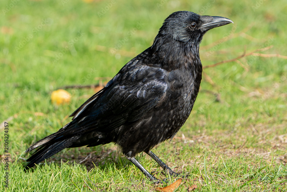 Obraz premium raven on the grass