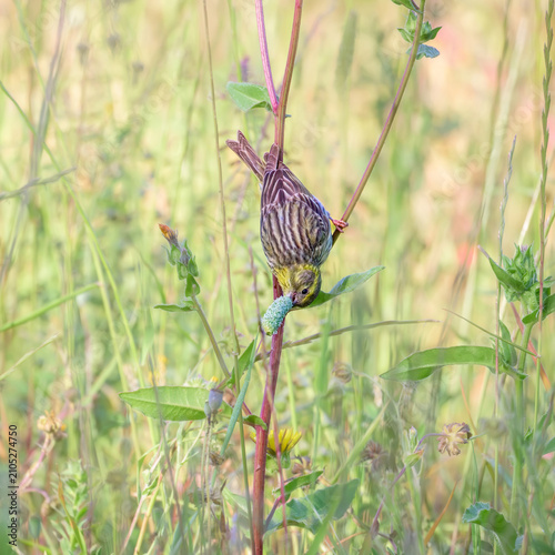 European serin, Serinus serinus, the bird is hanging upside down from a stem, nibbling and eating seeds of a grass seed head, Albufereta, Mallorca, Spain  