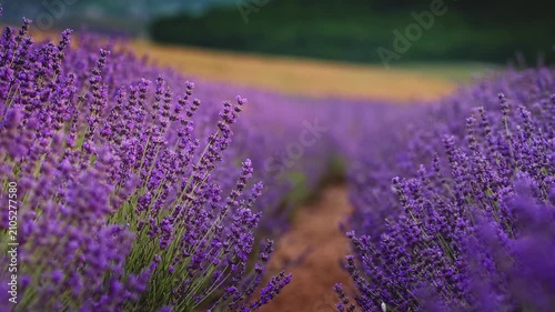 Close up of beautiful blooming lavender flowers swaying in the wind inside a field. Handheld nature footage for wellness, aromatherapy and organic cosmetics video concept.