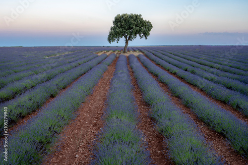 Solitary oak tree centered inside purple blooming lavender field