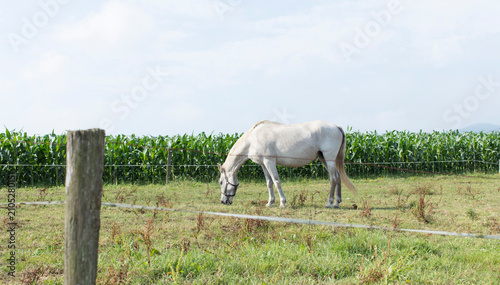 Foto horse eating grass outdoors