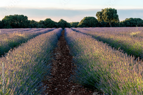 Dirt path running between purple lavender fields at sunset