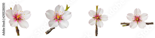 Four isolated almond blossoms on branches against a black background