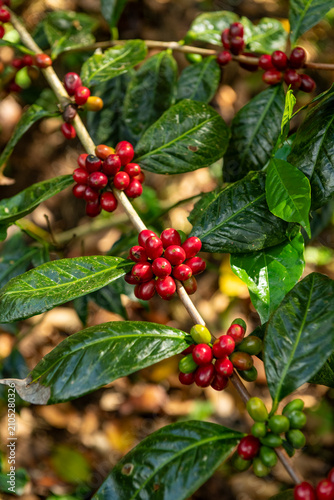 Coffee cherries are ripening on a branch at a Geisha coffee farm in Boquete, Chiriquí, Panama, showcasing the red and green berries ready for harvest - stock photo