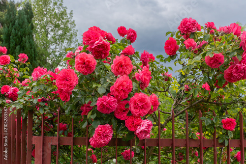 Foto A vigorous climbing garden rose, Rosa hybrid, produces abundant deep pink double blossoms across a red metal fence