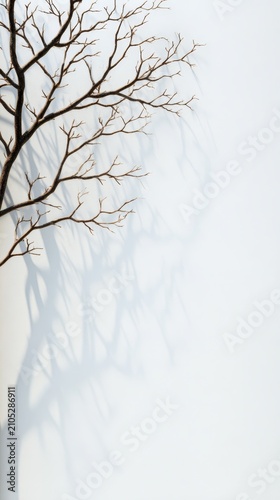 Creative portrayal of a bare tree branch casting detailed shadows against a simple and clean background
