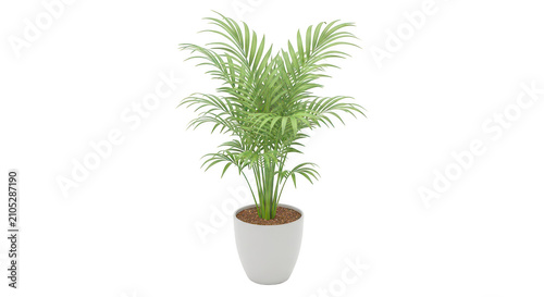 Lush green fern plant in a modern ceramic pot