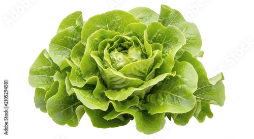 Fresh green leaf lettuce with vibrant crinkled leaves