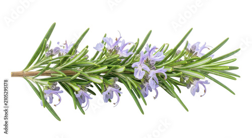 Fresh rosemary sprig with delicate purple flowers