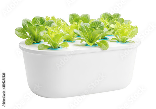 Fresh green herbs growing in a modern white planter
