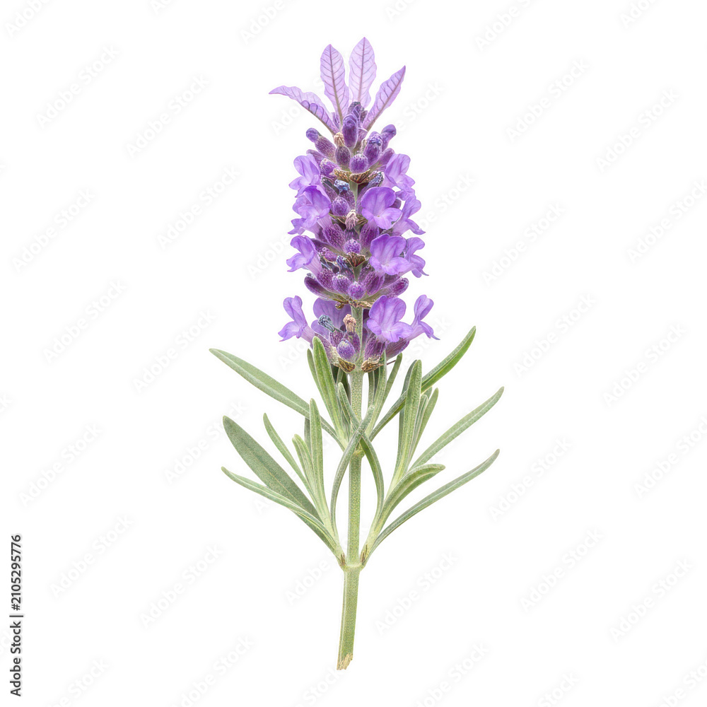 Fototapeta premium Vibrant purple wildflower with elongated petals