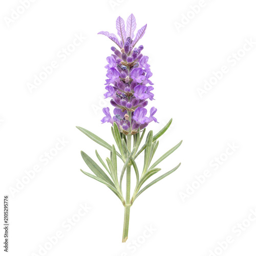Vibrant purple wildflower with elongated petals