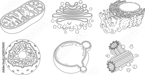 Quadro su tela Set of detailed cell organelle icons including nucleus, mitochondria, endoplasmic reticulum, Golgi apparatus, and centrioles