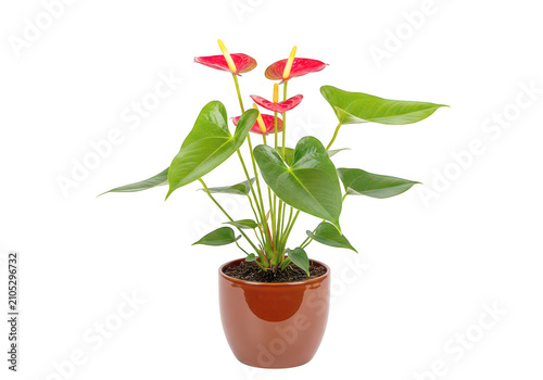 Blooming anthurium plant in a small brown pot