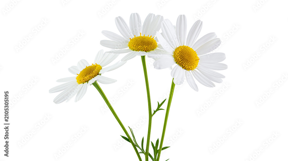 Obraz premium Three white daisies with yellow centers and green stems