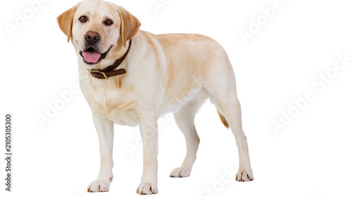 Yellow Labrador Retriever dog standing, panting with tongue out