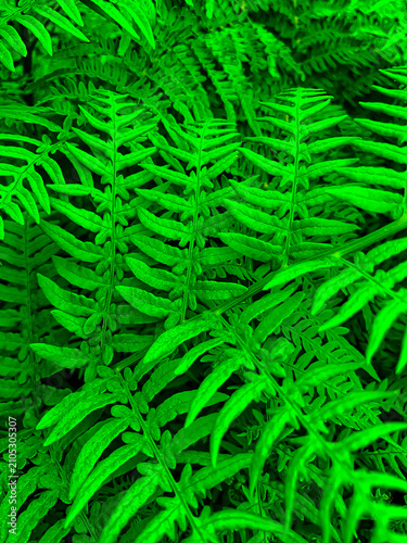 Quadro su tela A thicket of bright green young fern leaves in the forest fills the entire frame