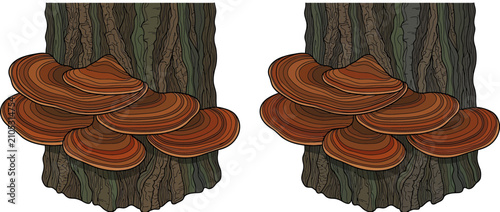Foto Brown Shelf Fungi Growing on Tree Trunks