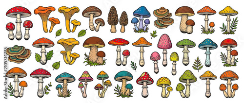 Colorful Assorted Forest Fungi Illustrations Collection