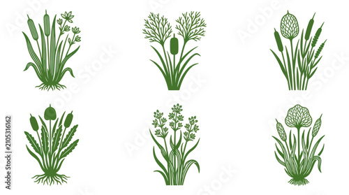 Botanical aquatic plant illustrations