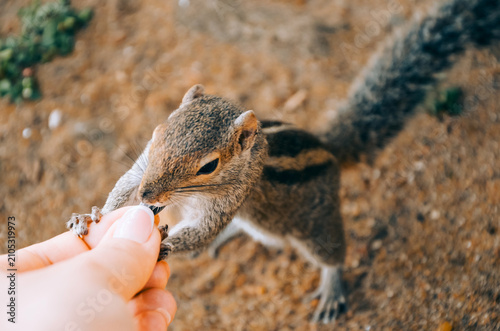 palm Squirrel grabs food from a person's hand in a park during daylight hours.  bright and the animal is close to the ground. People walk in the background as the squirrel is focused on its snack.