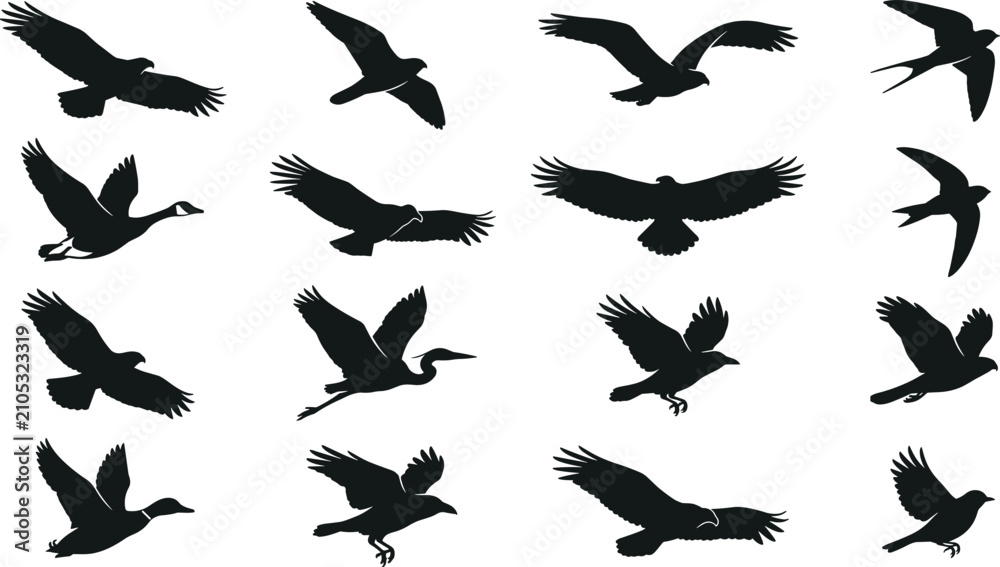 Obraz premium Flying Bird Silhouette Collection with Eagle Swallow Crane Goose Songbird and Wildlife Avian Flight Poses Vector Illustration Set