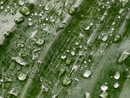 Macro full frame shot of fresh green banana leaf surface covered with pure clear water droplets and morning dew after rain.