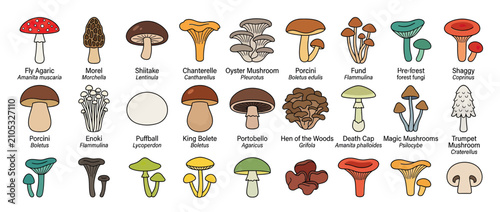 Fotografía Assortment of Edible and Wild Fungi Varieties
