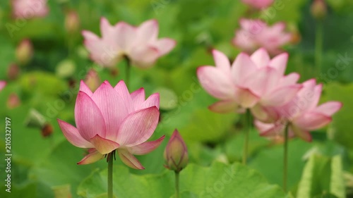 茨城県古河市　古代蓮