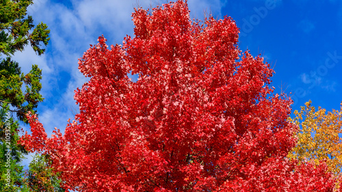A bright red maple, likely a cultivar such as 'Red Sunset' or 'Autumn Blaze', with dense, vivid red foliage.