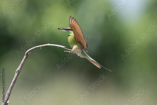 Canvas Print Asian Green Bee-eater (Merops orientalis) gliding off branch with insect in beak