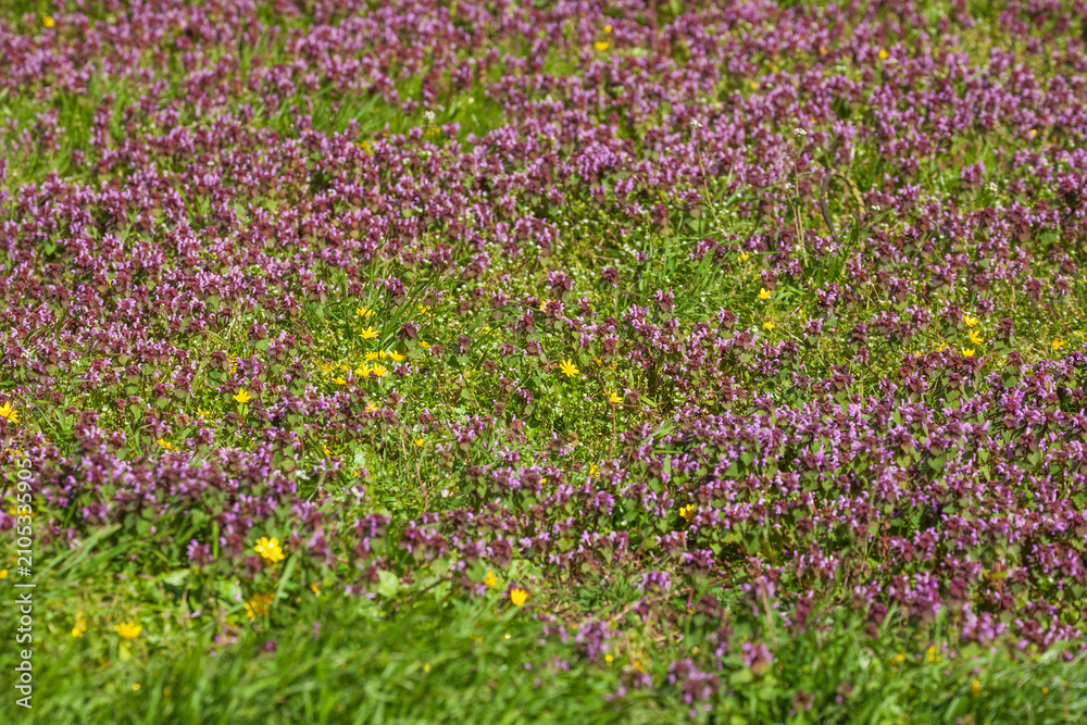 Obraz premium Purpur blühende Taubnessel auf einer Blumenwiese, Purpur Erzengel (Lamium purpureum), Deutschland