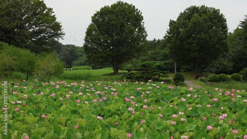 茨城県古河市　古代蓮