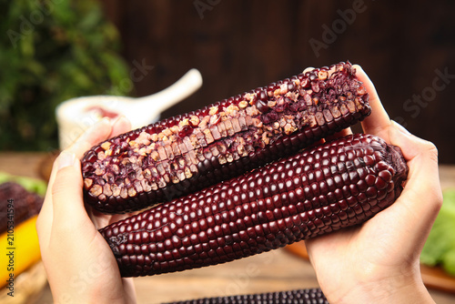 Foto Purple Corn Cobs with Dark Kernels Held in Hands - Fresh Heirloom Variety Ready