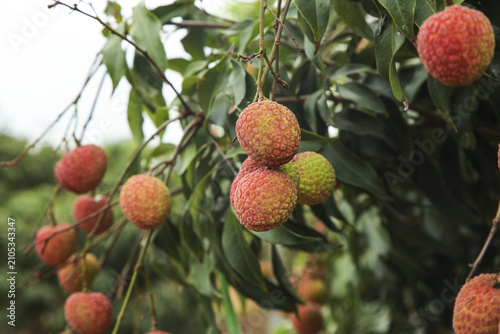 Fresh Lychees Growing on Tree Including Feizixiao Guiwei Varieties from Hainan Origin Tropical Fruit Cultivation Agriculture