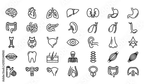 Human Organs Line Icons Set Medical Anatomy Editable Stroke Vector