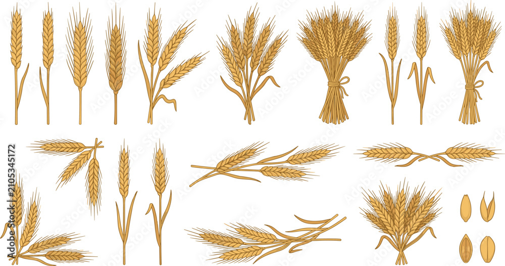 Fototapeta premium Golden Wheat Sheaf Bundle and Agriculture Grain Branch Collection for Organic Food Bakery Flour Corporate Branding Vector Graphic Designs