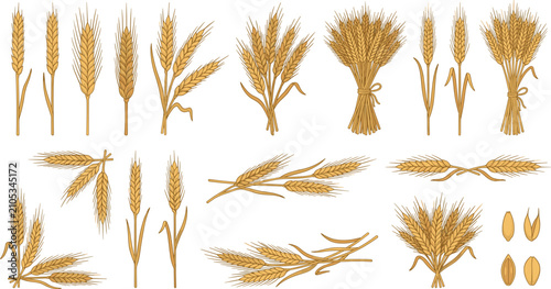 Golden Wheat Sheaf Bundle and Agriculture Grain Branch Collection for Organic Food Bakery Flour Corporate Branding Vector Graphic Designs