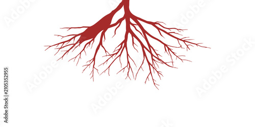 Photos Blood Vessels Network Isolated on White Background