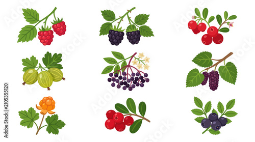 Assortment of fresh berries on branches