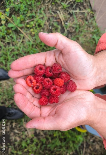 handful of raspberries