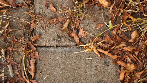 Fallen dry autumn leaves scattered on concrete pavement.