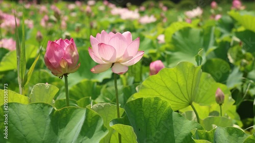 茨城県古河市　古代蓮