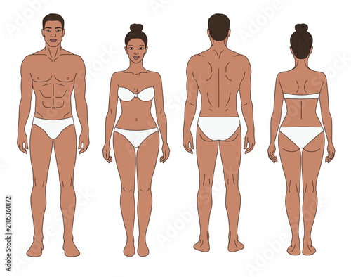 Photos Flat vector illustration featuring front and back views of adult male and female body templates with medium skin tone
