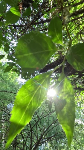 Large bright green leaf filmed close-up from below in forest in summer daylight. Camera slowly pans, keeping leaf in foreground while sunlight flares behind it through the tree canopy.