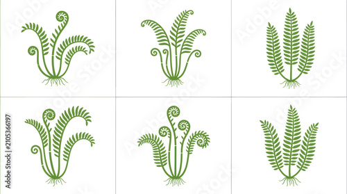 Foto Green fern frond illustrations