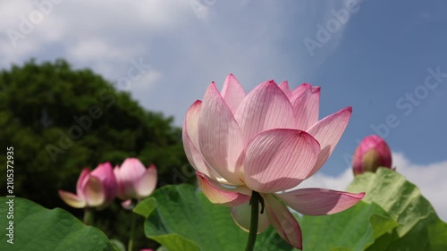 茨城県古河市　古代蓮