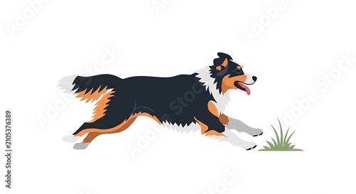 Active Australian Shepherd Dog Running and Jumping Over Green Grass Isolated on White Background Illustration