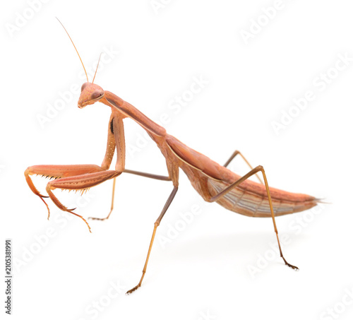 Brown praying mantis isolated on white background