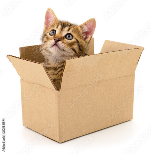 Small tabby kitten inside a cardboard box isolated on white background